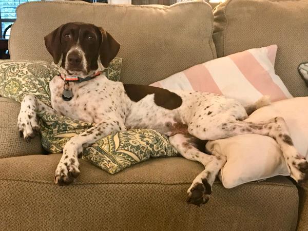 /Images/uploads/Southeast German Shorthaired Pointer Rescue/segspcalendarcontest2018/entries/8607thumb.jpg